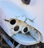 2008-2019 Freightliner CASCADIA Hood